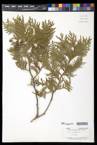 Thuja occidentalis image