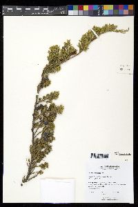 Juniperus horizontalis image