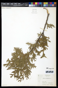 Thuja occidentalis image