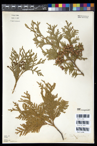 Thuja occidentalis image