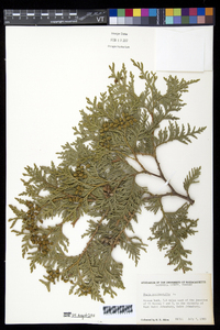Thuja occidentalis image