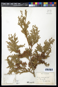 Thuja occidentalis image