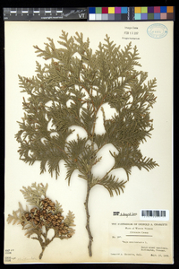 Thuja occidentalis image