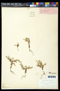 Thuja occidentalis image