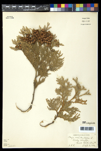 Thuja occidentalis image