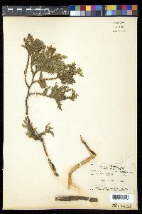 Thuja occidentalis image