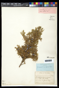 Juniperus communis var. depressa image