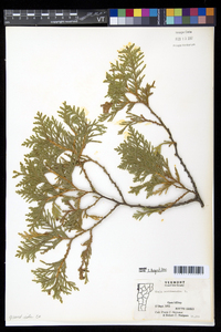 Thuja occidentalis image