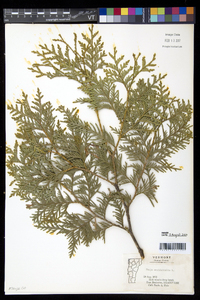 Thuja occidentalis image