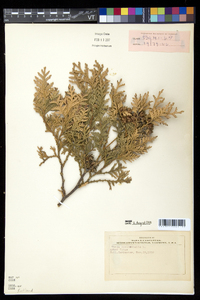 Thuja occidentalis image