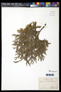 Thuja occidentalis image