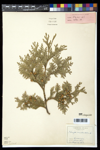 Thuja occidentalis image