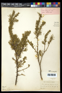 Juniperus communis var. depressa image