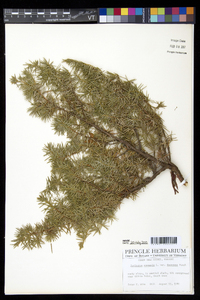 Juniperus communis var. depressa image