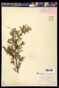 Juniperus communis var. depressa image