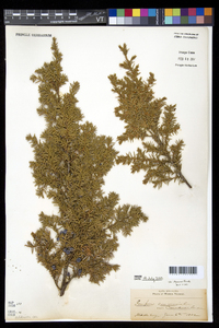 Juniperus communis var. depressa image