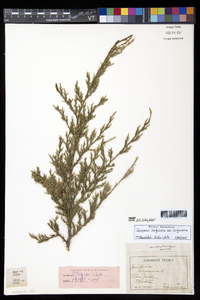 Juniperus virginiana var. virginiana image