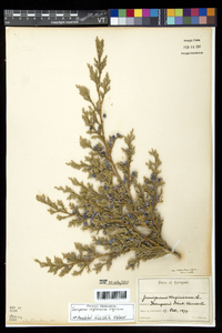 Juniperus virginiana var. virginiana image