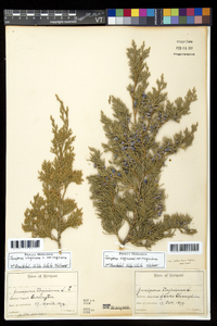 Juniperus virginiana var. virginiana image