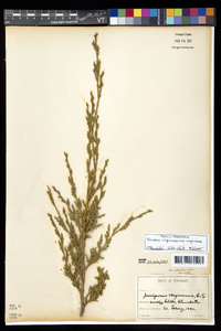 Juniperus virginiana var. virginiana image