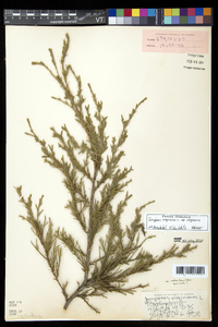 Juniperus virginiana var. virginiana image