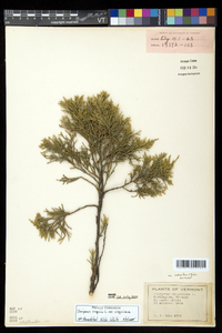 Juniperus virginiana var. virginiana image