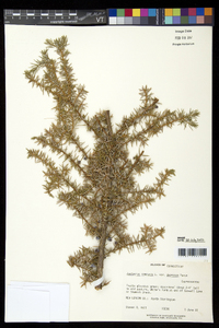 Juniperus communis var. depressa image