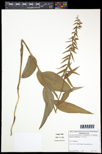 Epipactis helleborine image