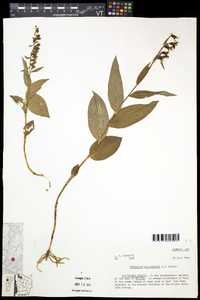 Epipactis helleborine image