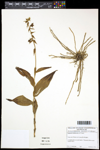 Epipactis helleborine image