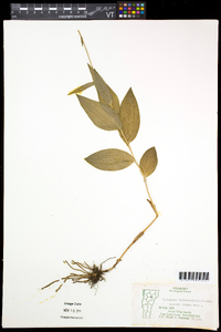 Epipactis helleborine image