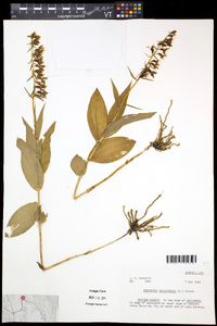 Epipactis helleborine image