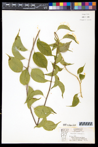 Celastrus scandens image