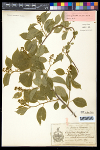 Celastrus scandens image