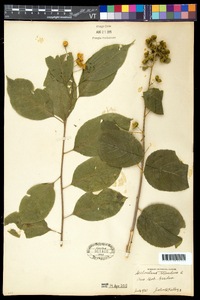 Celastrus scandens image