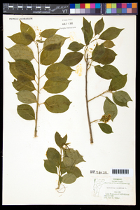 Celastrus scandens image