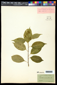 Celastrus scandens image