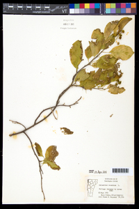 Celastrus scandens image