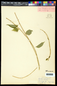 Celastrus scandens image