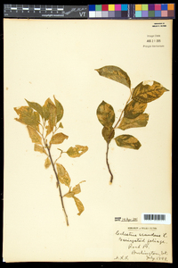 Celastrus scandens image