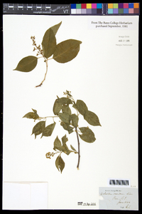 Celastrus scandens image