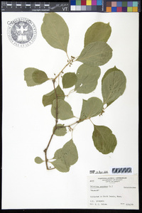 Celastrus scandens image