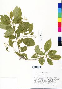 Celastrus scandens image