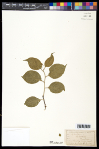 Celastrus scandens image