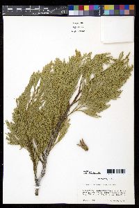 Calocedrus decurrens image