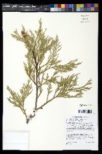 Calocedrus decurrens image
