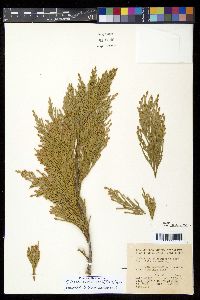 Calocedrus decurrens image