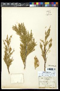 Calocedrus decurrens image