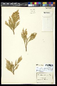 Calocedrus decurrens image