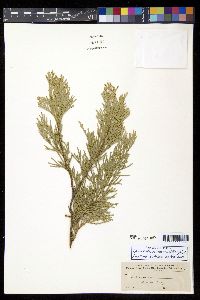 Calocedrus decurrens image